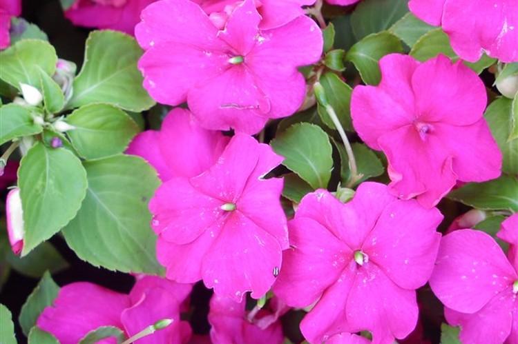 Baume Kandy - Types de baume