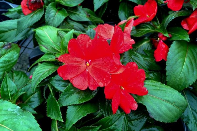 Baume de Hawker - Types de baume