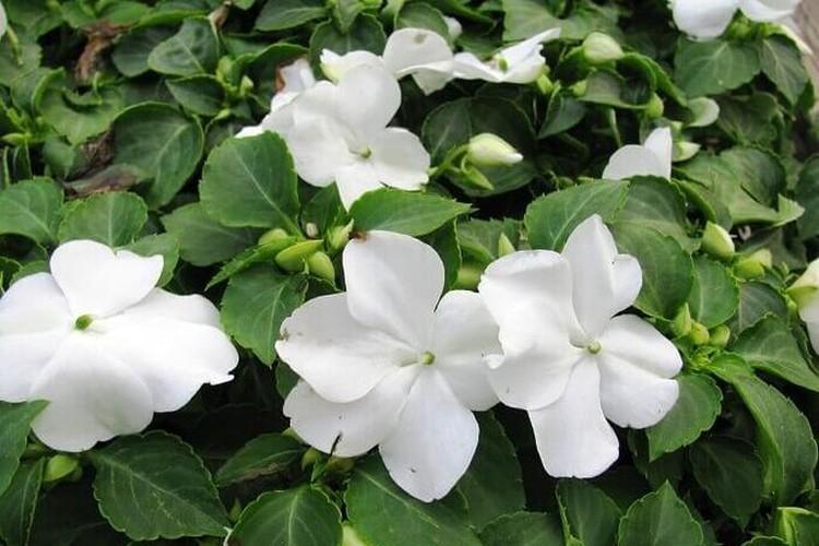 Température - Soin Balsamique