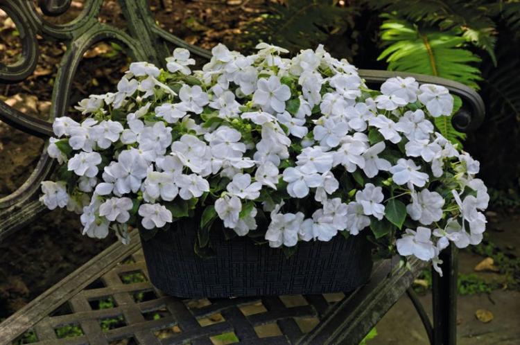 Lutte contre les parasites et les maladies - Baume