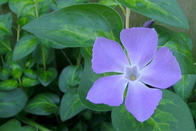 Grande pervenche - Espèces et variétés de pervenche