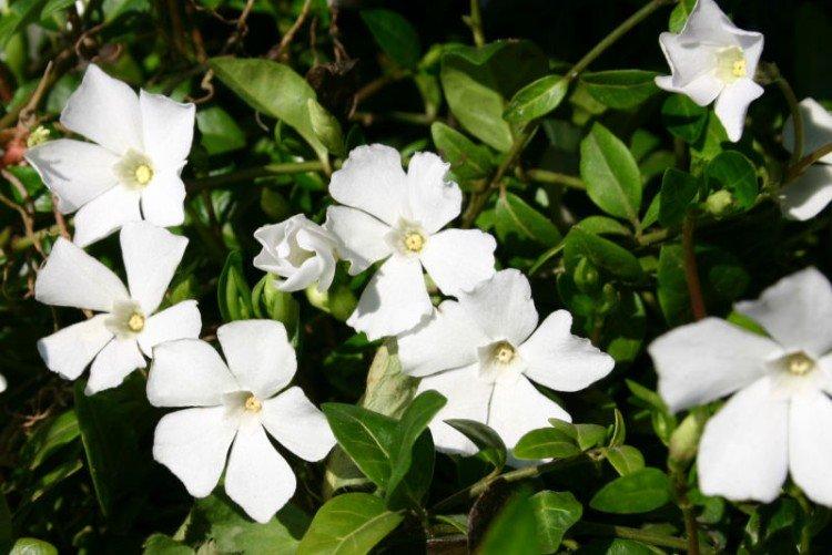 Pervenche blanche - Espèces et variétés de pervenche