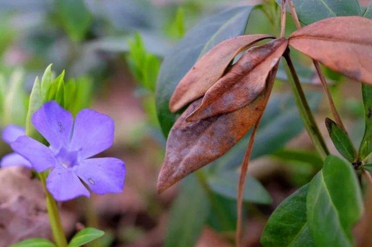 Lutte contre les parasites et les maladies - Pervenche