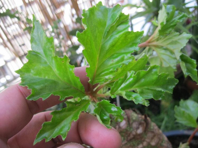 Caroline Begonia - Espèce de bégonia