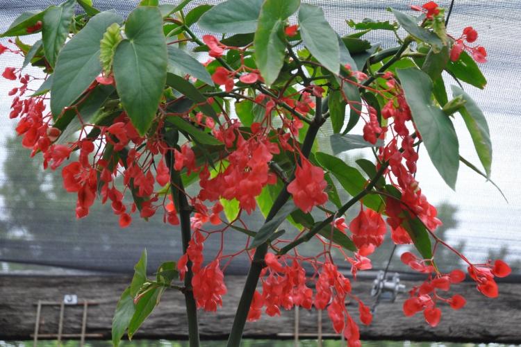 Bégonia corail - Espèce de bégonia