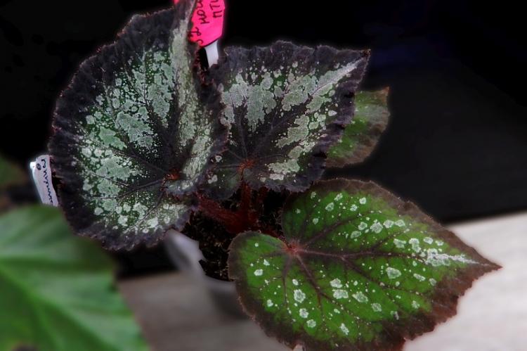 Arrosage - Begonia Care