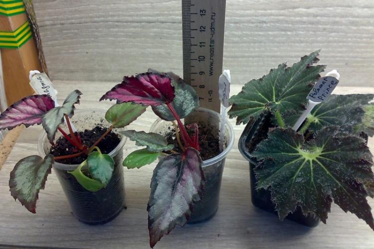 Engrais et alimentation - Soin du bégonia