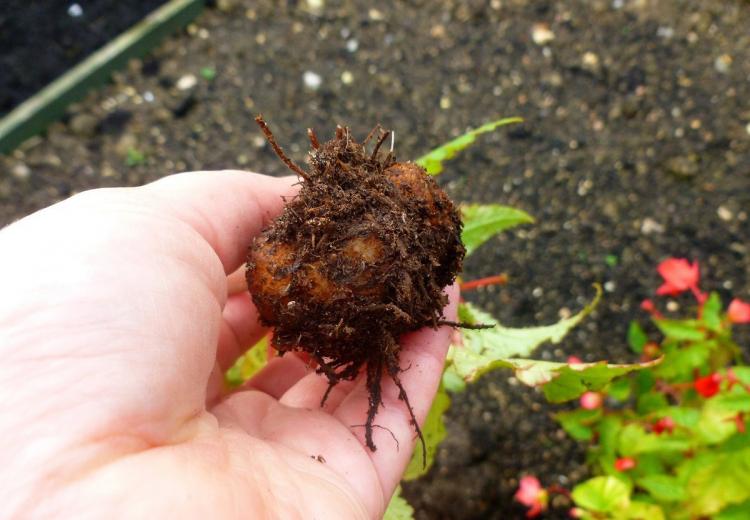 Plantation et reproduction - Bégonia