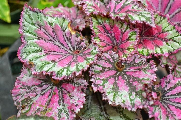 Lutte contre les parasites et les maladies - Bégonia