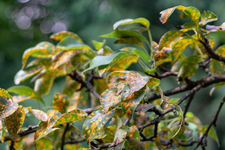 Rouille - Maladies du poirier, description avec photo et traitement