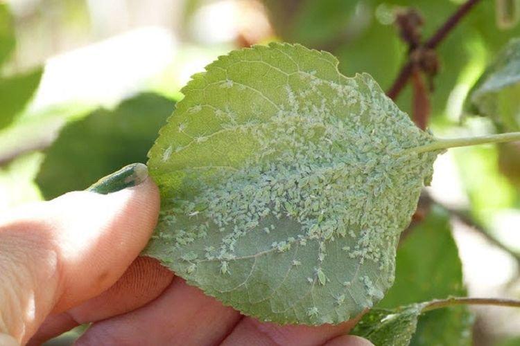 Boutons et bosses sur les feuilles - Maladies des feuilles d'abricot