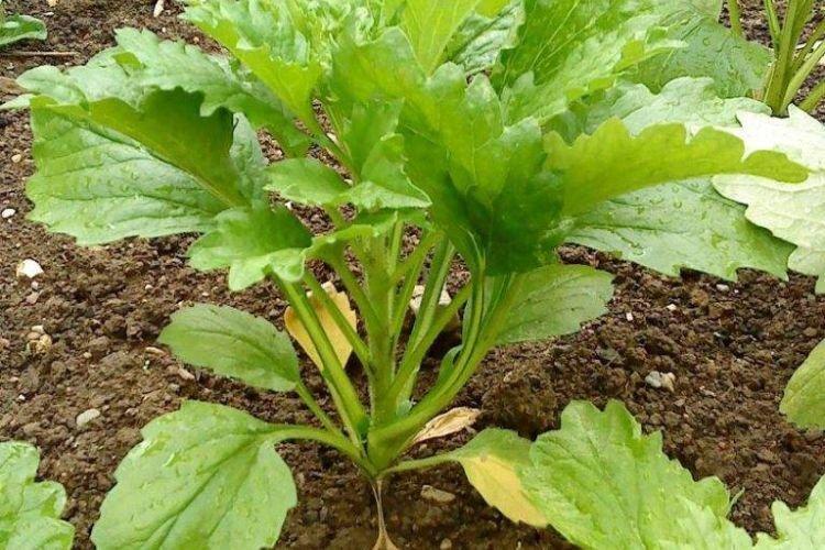 Les feuilles jaunissent et sèchent - Maladies foliaires de l'aster