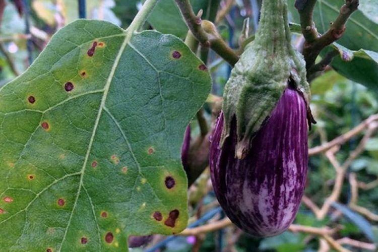 Les feuilles noircissent - Maladies foliaires de l'aubergine