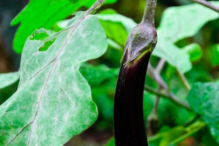 Floraison blanche sur les feuilles - Maladies foliaires de l'aubergine