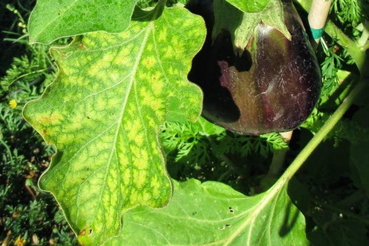 Feuilles pâles et claires - Maladies foliaires de l'aubergine