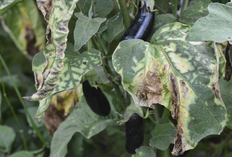 Ondulation des feuilles - Maladies foliaires de l'aubergine