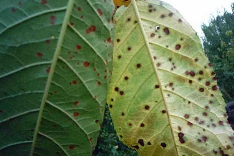 Les feuilles noircissent - Maladies des feuilles de cerisier