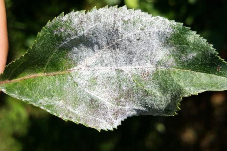Floraison blanche sur les feuilles - Maladies des feuilles de cerisier