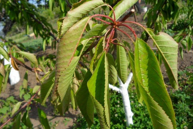 Ondulation des feuilles - Maladies des feuilles de cerisier