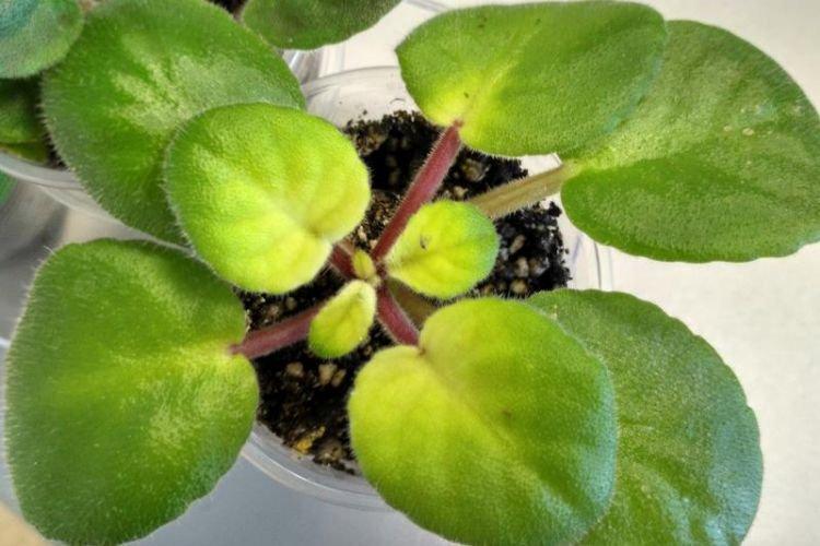 Feuilles pâles et claires - Maladies de la violette