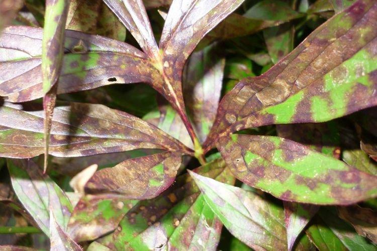Taches brunes sur les feuilles - Maladies foliaires chez le phlox