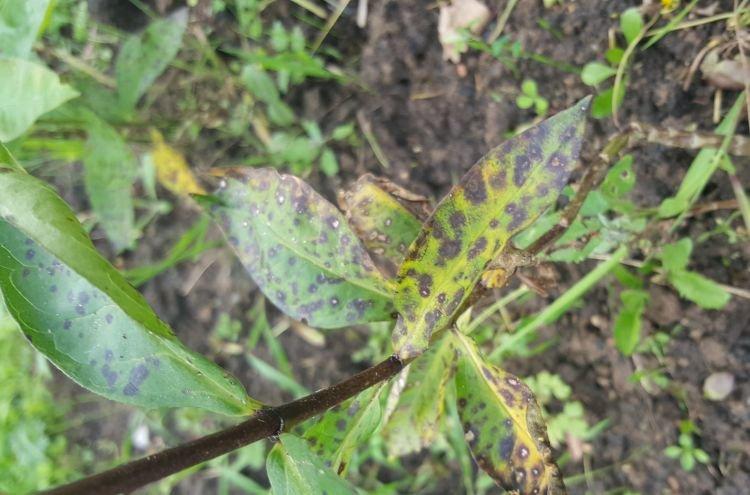 Les feuilles noircissent - Maladies foliaires du Phlox