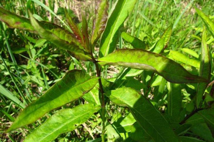 Ondulation des feuilles - Maladies foliaires du Phlox