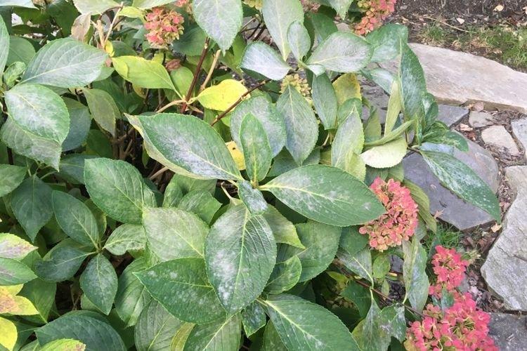 Floraison blanche sur les feuilles - Maladies foliaires de l'hortensia