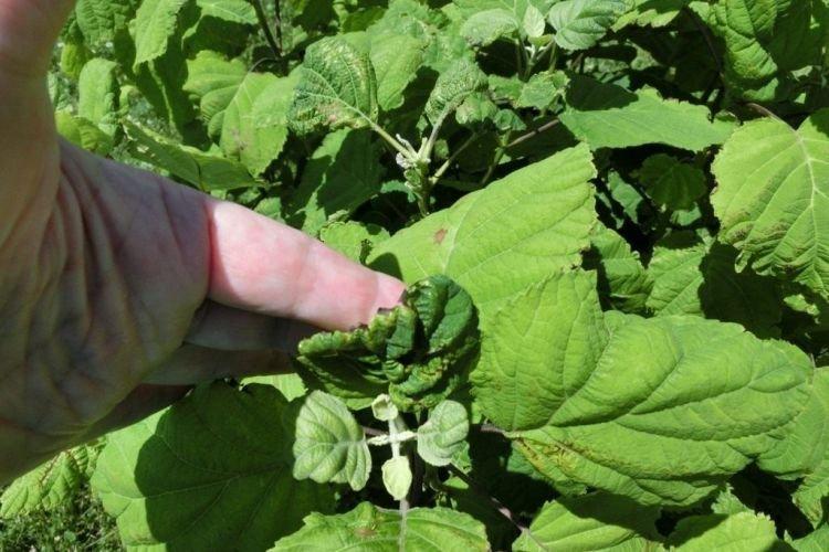 Ondulation des feuilles - Maladies des feuilles d'hortensia