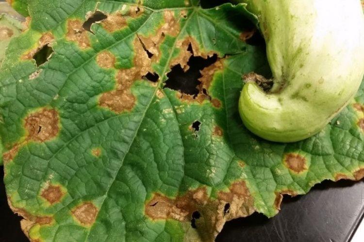 Taches brunes sur les feuilles - Maladies des feuilles des courgettes