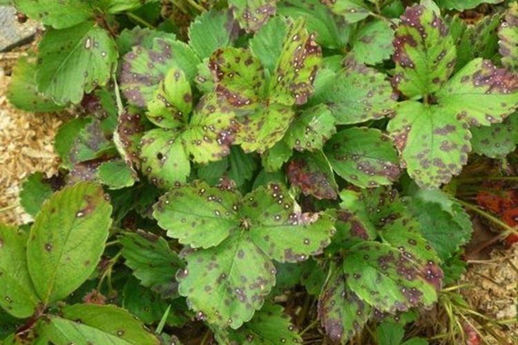 Maladies des feuilles de fraisier: descriptions avec photos, traitement