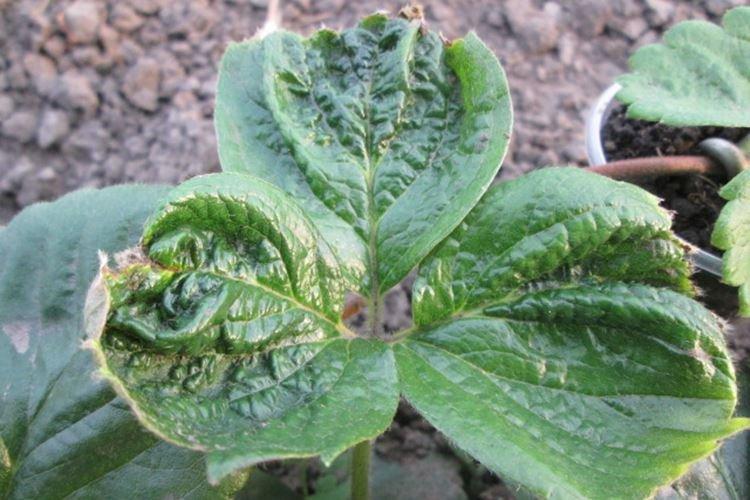 Feuilles frisées - Maladies des feuilles du fraisier