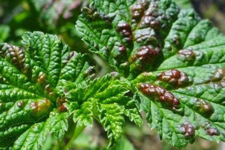 Bosses et bosses sur les feuilles - Maladies des feuilles de groseille à maquereau