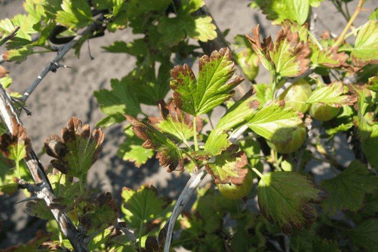 Les feuilles jaunissent et sèchent - Maladies foliaires du groseillier
