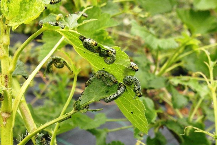 Trous dans les feuilles - Maladies des feuilles de groseille à maquereau