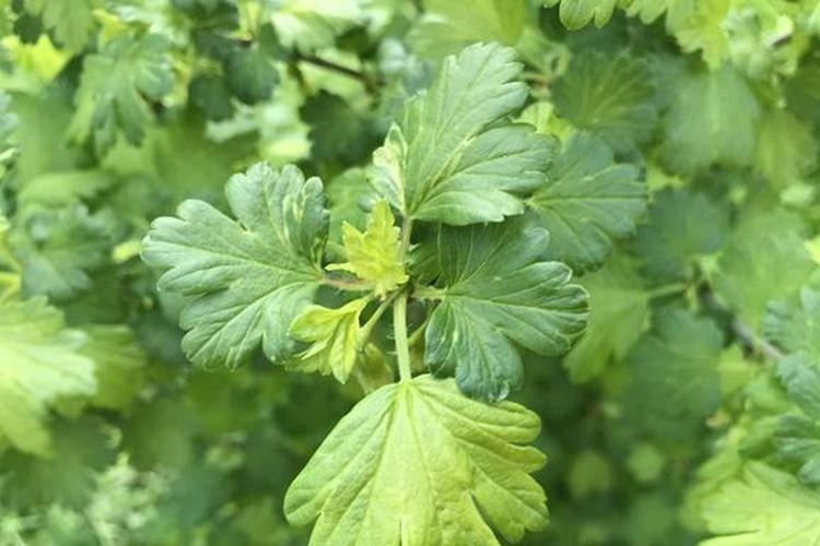 Feuilles pâles et claires - Maladies des feuilles du groseillier