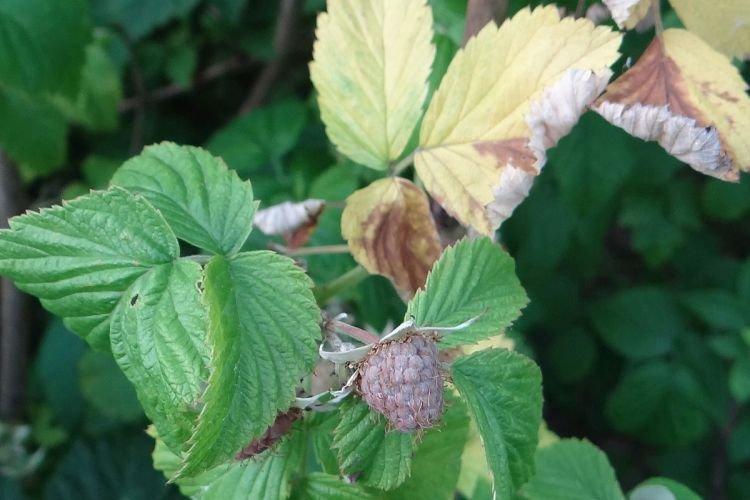 Les feuilles jaunissent et sèchent - Maladies du framboisier