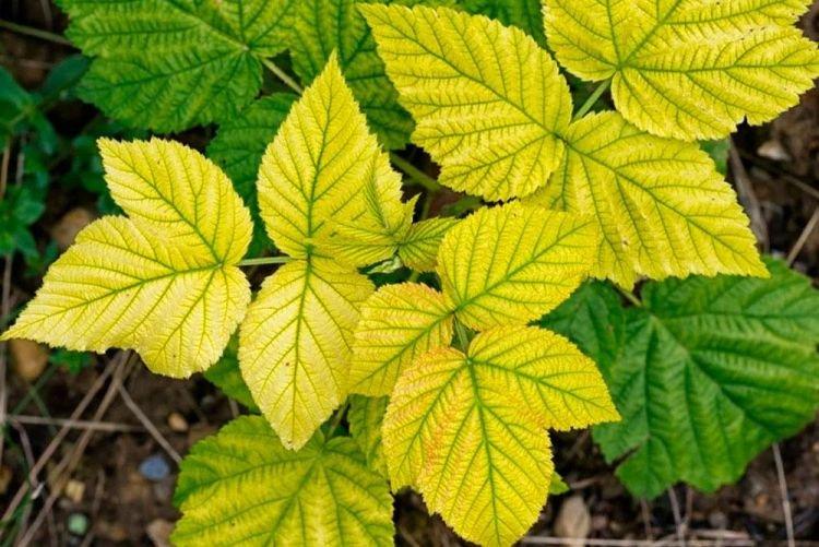 Feuilles pâles et claires - Maladies du framboisier