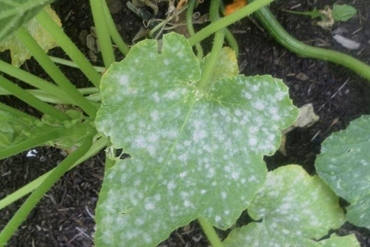 Floraison blanche sur les feuilles - Maladies des feuilles chez les concombres
