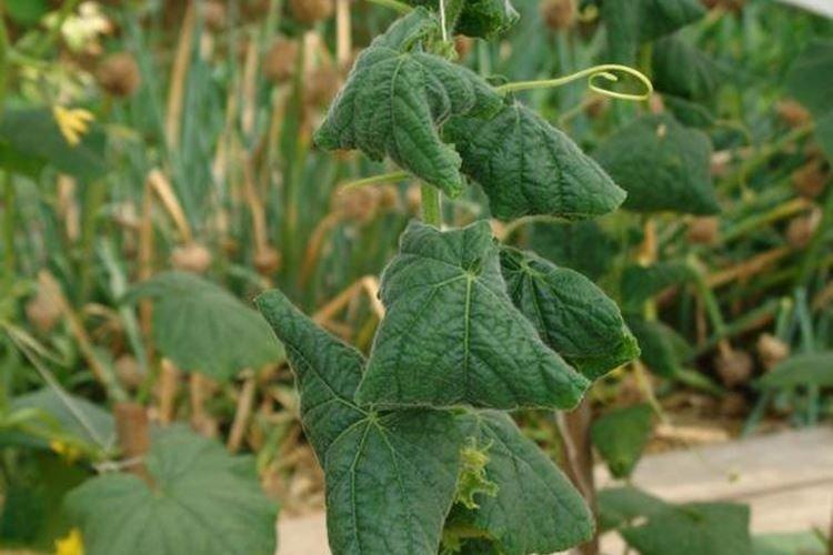 Ondulation des feuilles - Maladies des feuilles de concombre