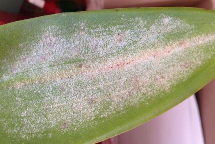 Floraison blanche sur les feuilles - Maladies des feuilles des orchidées