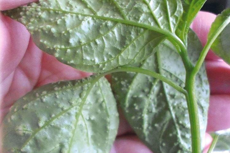 Bosses et bosses sur les feuilles - Maladies des feuilles de poivre
