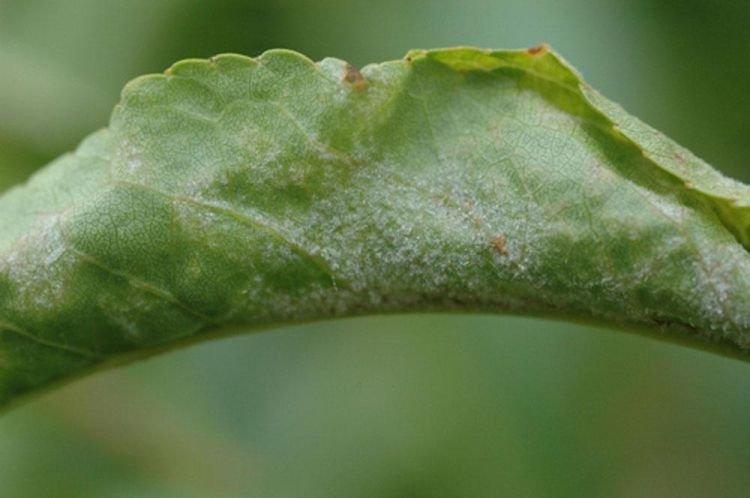 Floraison blanche sur les feuilles - Maladies des feuilles du pêcher