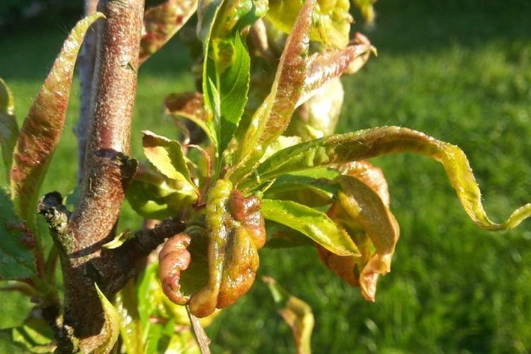 Ondulation des feuilles - Maladies des feuilles du pêcher