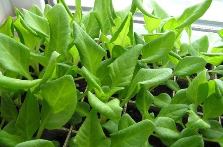 Ondulation des feuilles - Maladies foliaires du pétunia