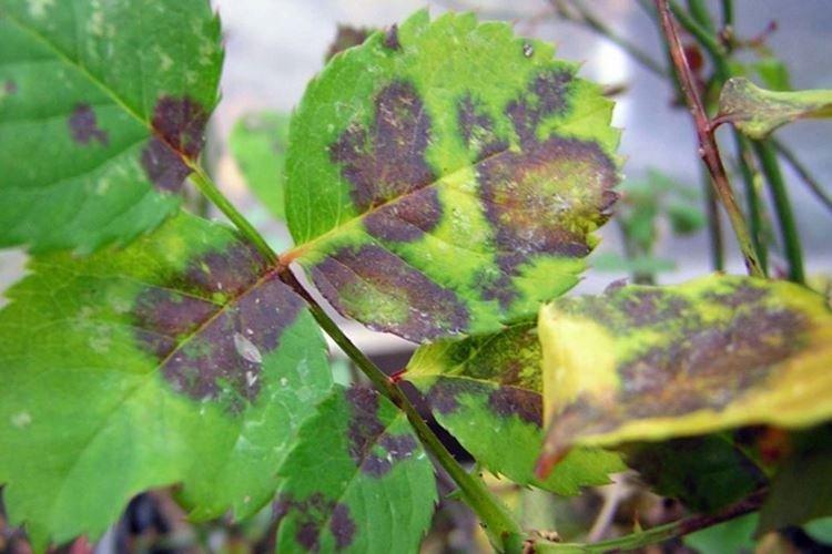Taches brunes sur les feuilles - Maladies des feuilles du rosier
