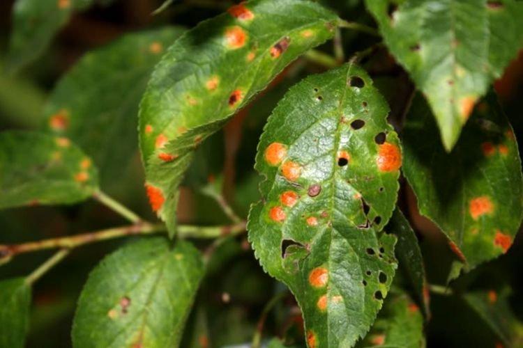 Taches brunes sur les feuilles - Maladies des feuilles de prunier
