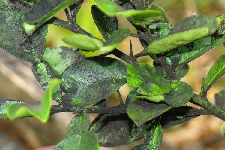 Les feuilles noircissent - Maladies des feuilles de prunier