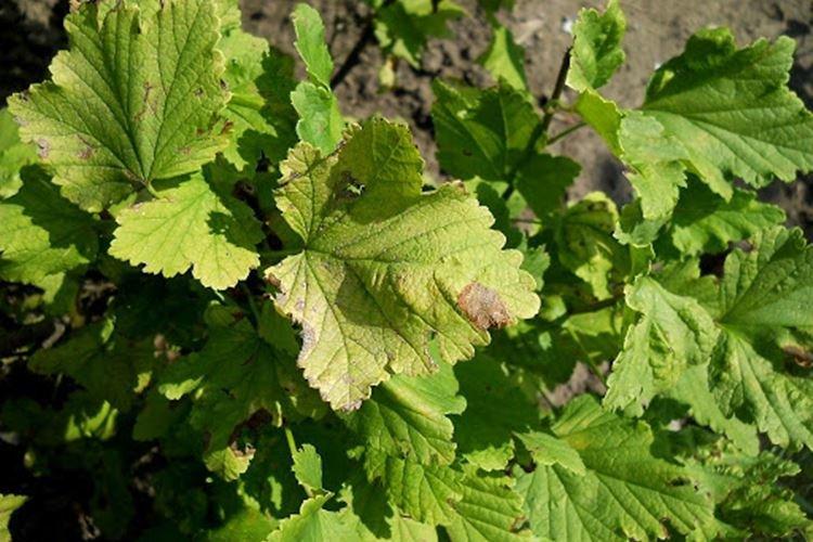 Les feuilles jaunissent et sèchent - Maladies des feuilles de cassis
