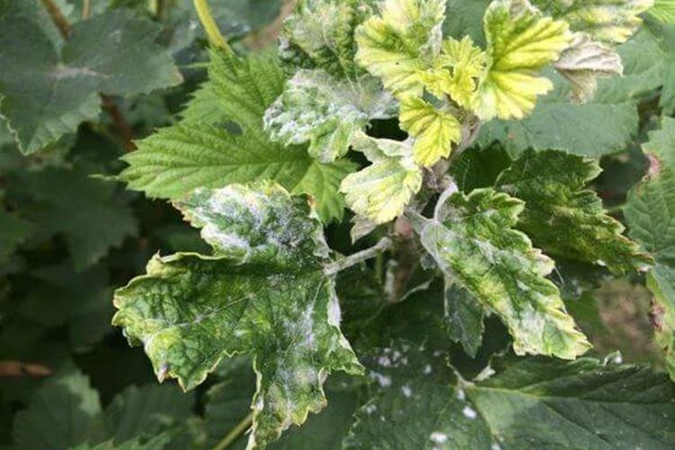 Floraison blanche sur les feuilles - Maladies des feuilles de cassis